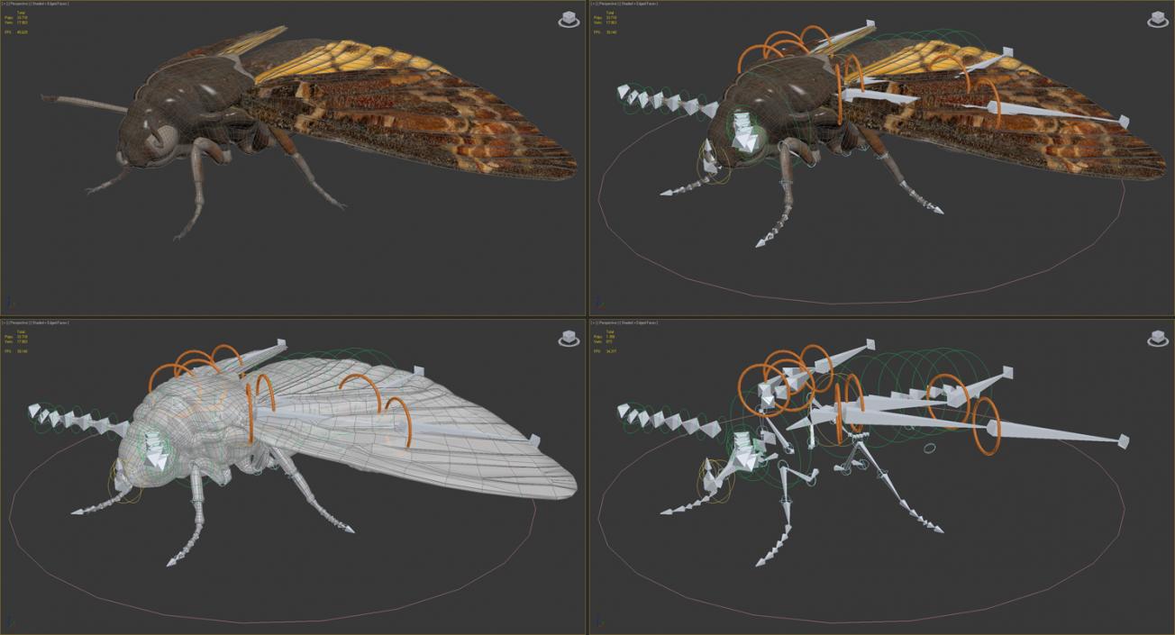 Deaths Head Hawkmoth Rigged 3D