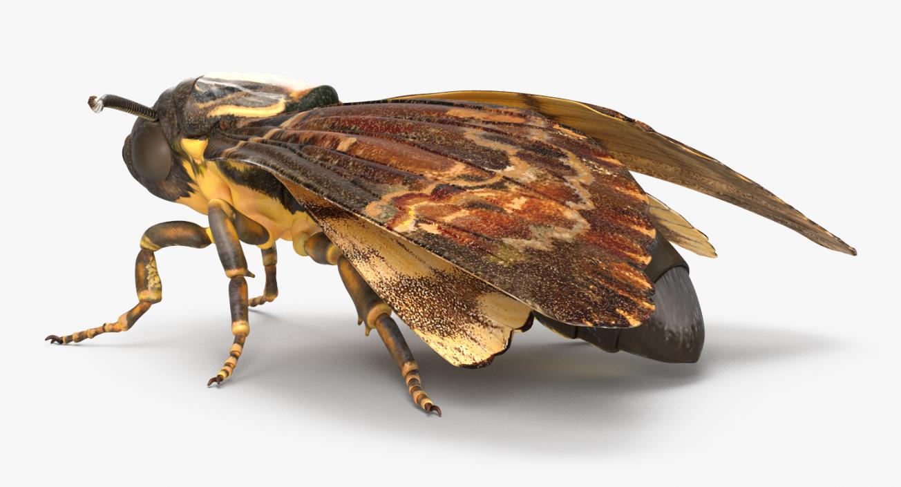 Deaths Head Hawkmoth Rigged 3D