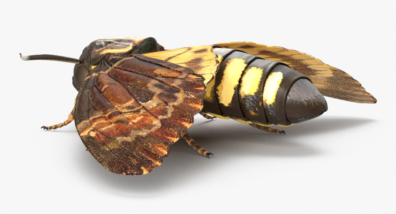 Deaths Head Hawkmoth Rigged 3D