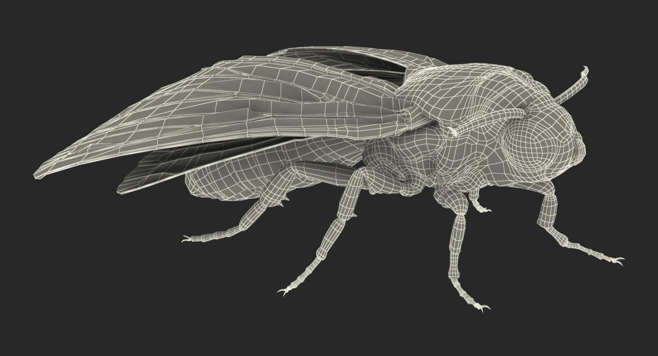 Deaths Head Hawkmoth Rigged 3D