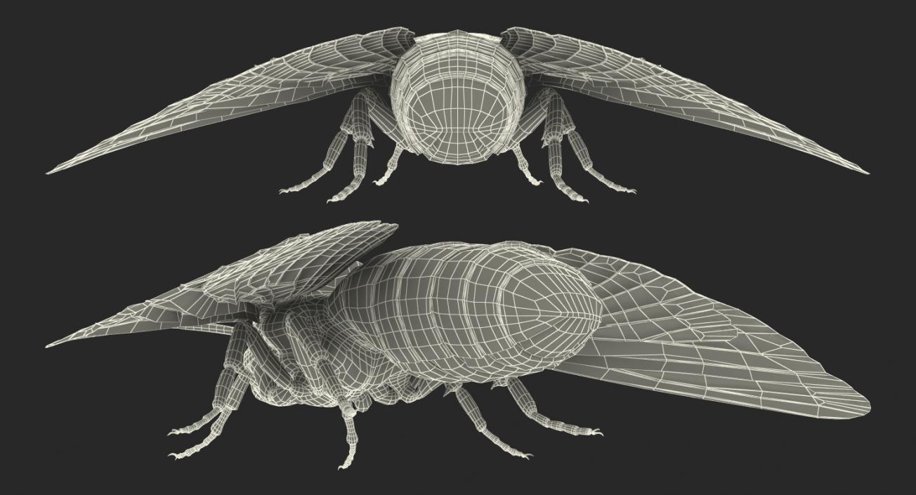 Deaths Head Hawkmoth Rigged 3D