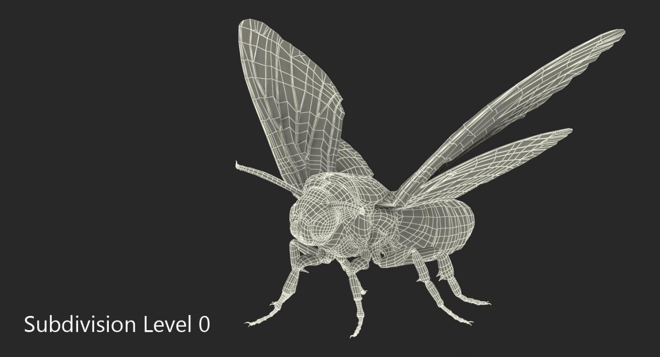 Deaths Head Hawkmoth Rigged 3D