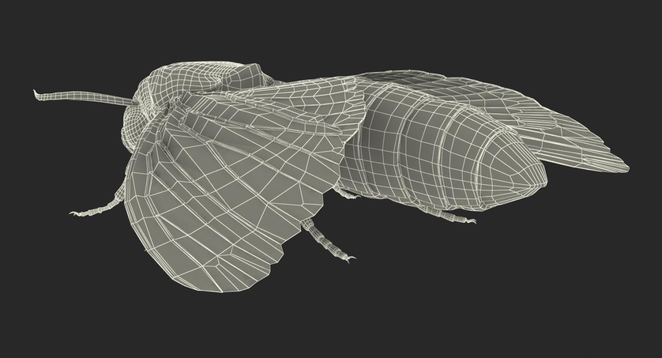 Deaths Head Hawkmoth Rigged 3D