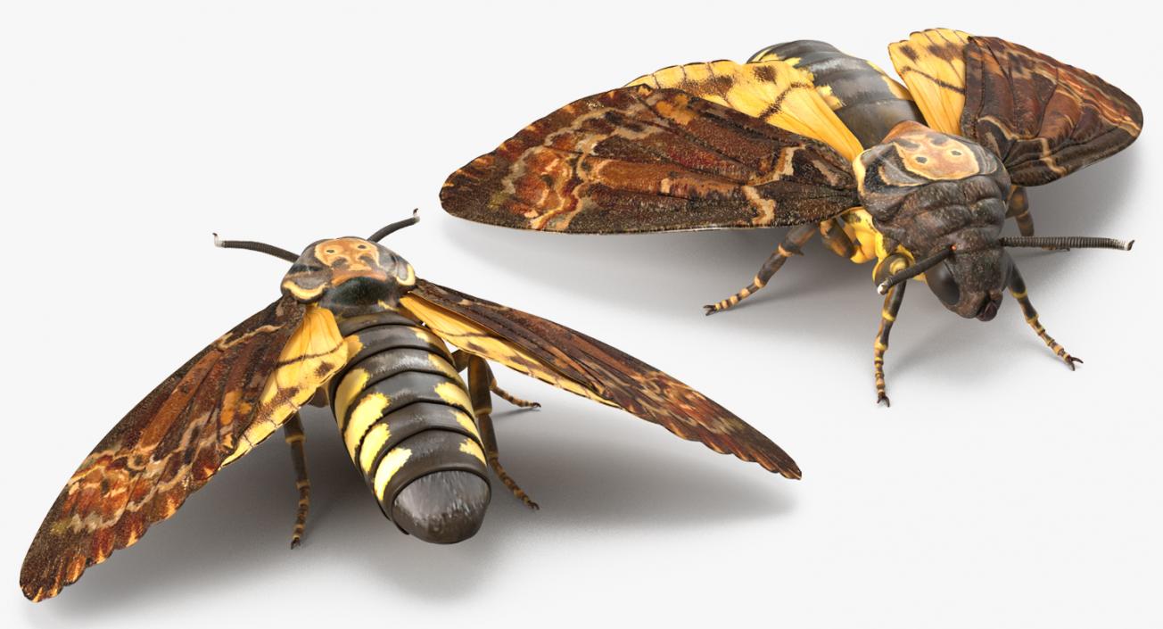 Deaths Head Hawkmoth Rigged 3D