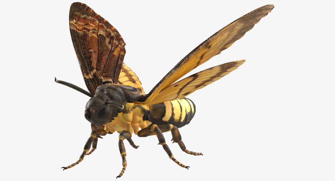 Deaths Head Hawkmoth Rigged 3D