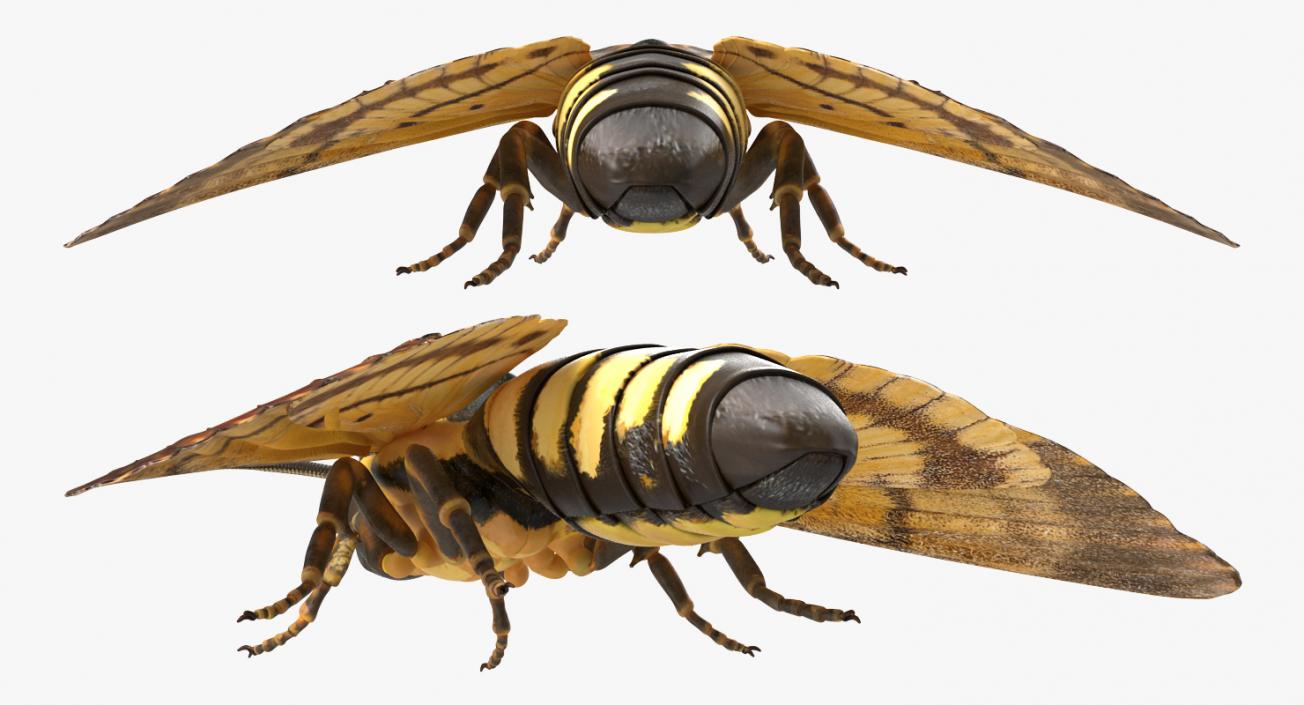 Deaths Head Hawkmoth Rigged 3D