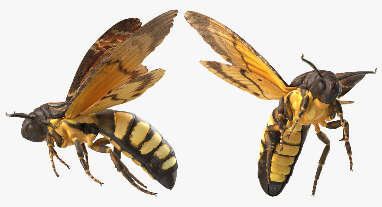 Deaths Head Hawkmoth Rigged 3D