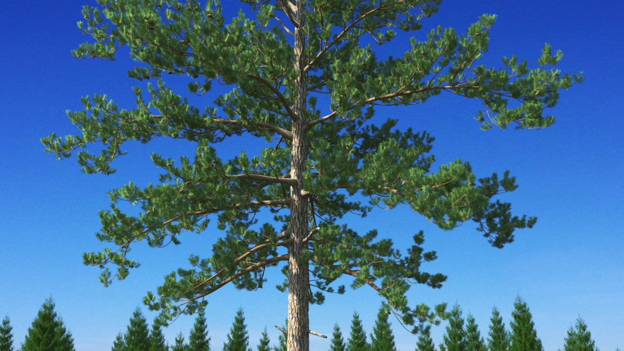 3D Loblolly Pine model