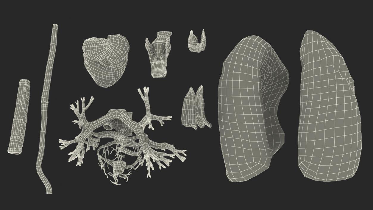 3D model Female Anatomy Lungs and Heart