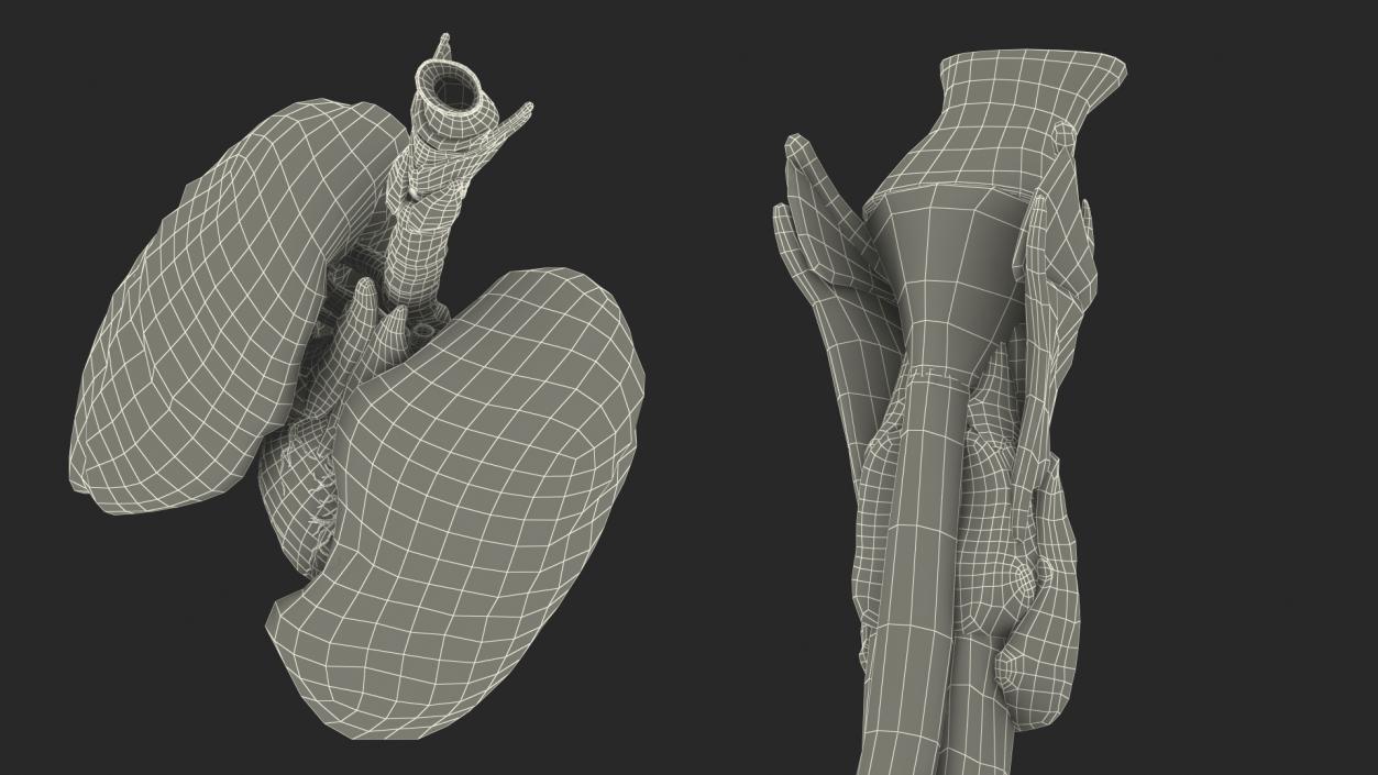 3D model Female Anatomy Lungs and Heart