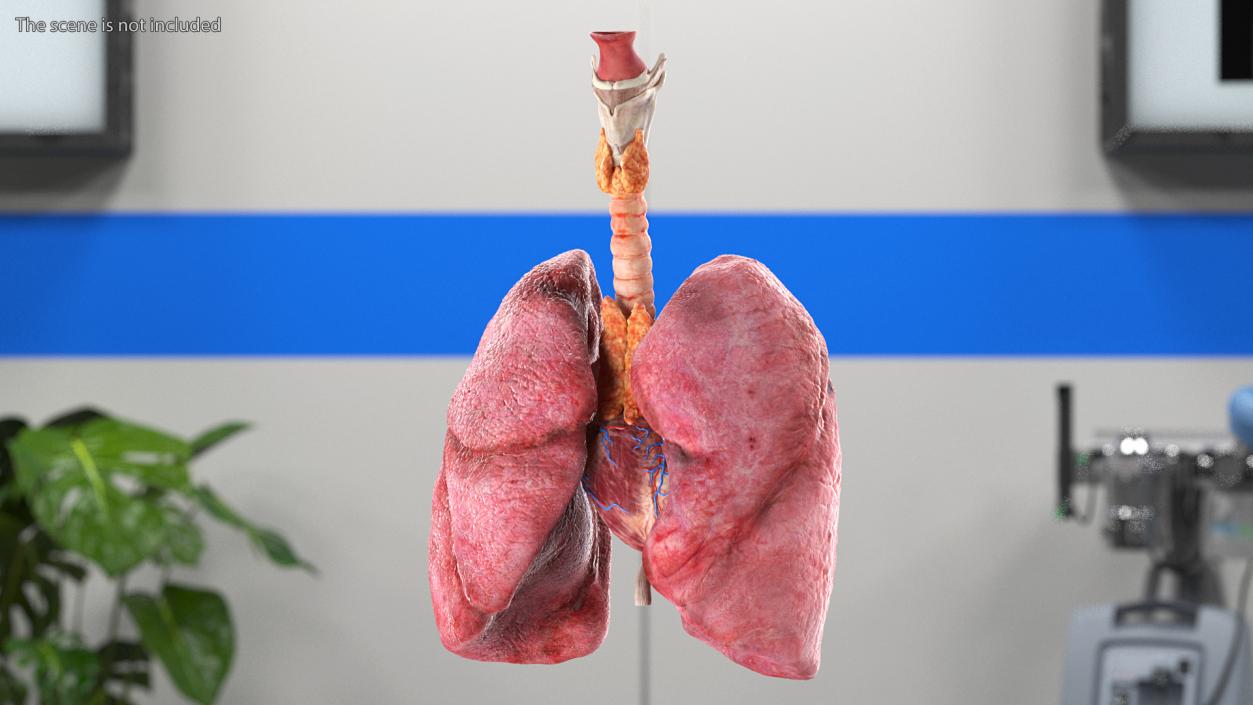 3D model Female Anatomy Lungs and Heart