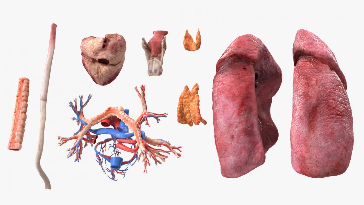 3D model Female Anatomy Lungs and Heart