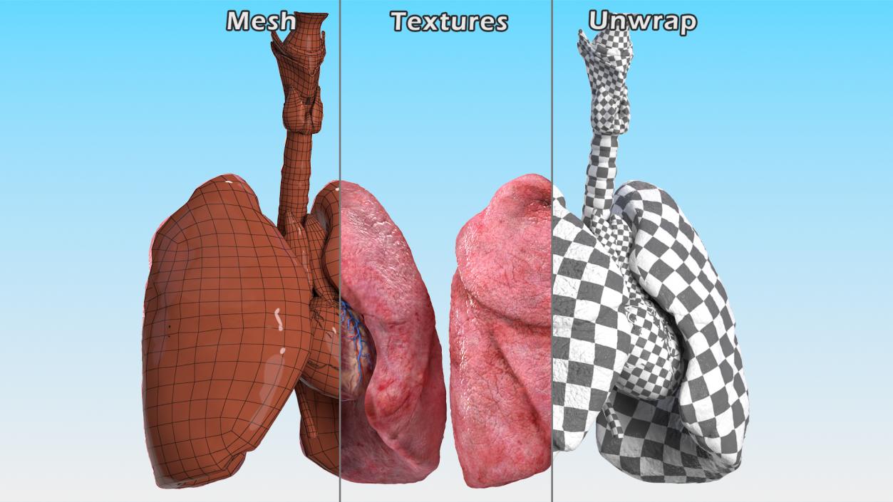 3D model Female Anatomy Lungs and Heart