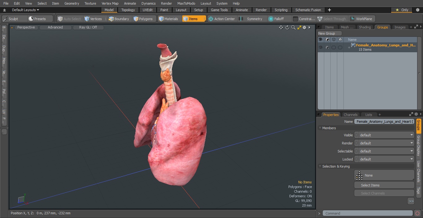 3D model Female Anatomy Lungs and Heart