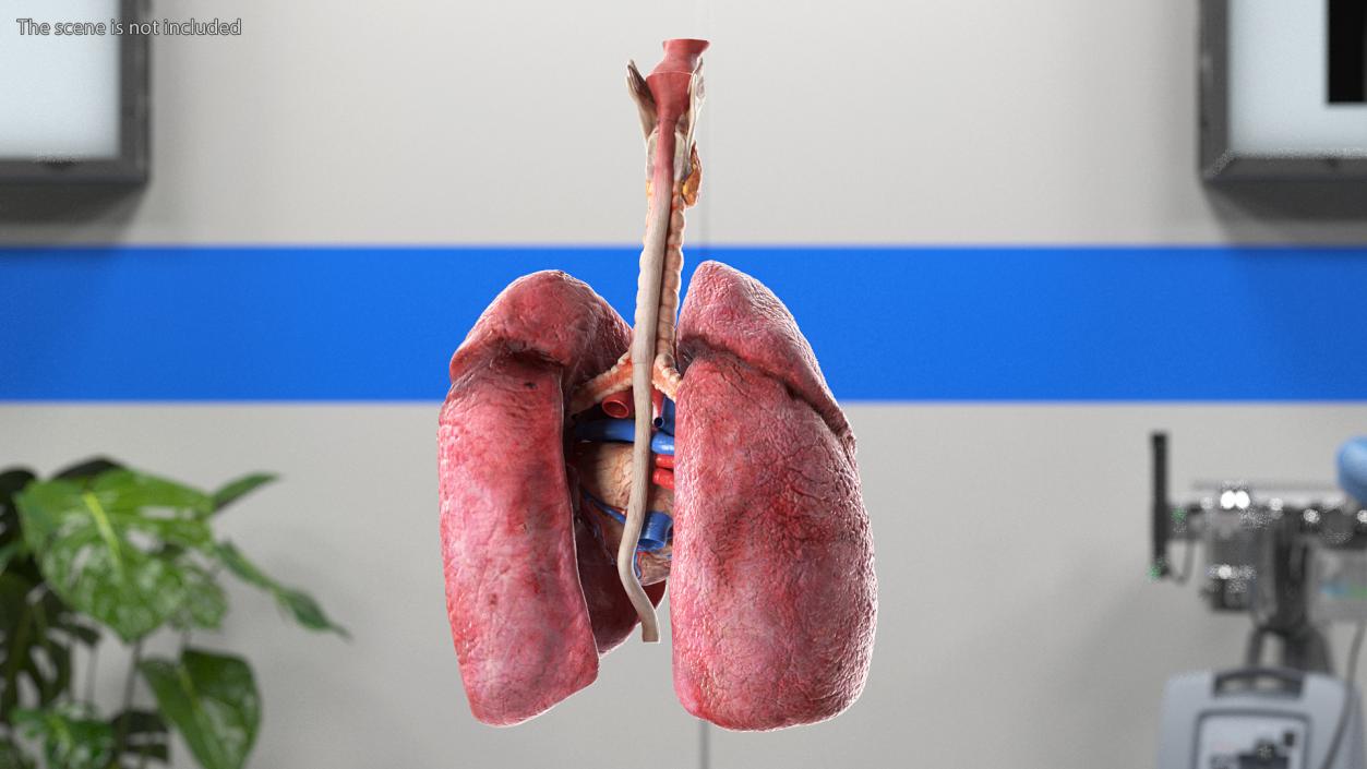 3D model Female Anatomy Lungs and Heart