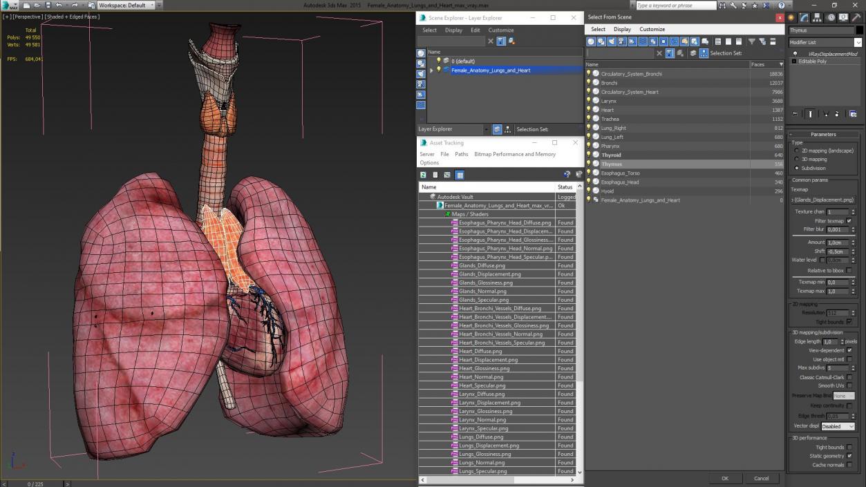 3D model Female Anatomy Lungs and Heart