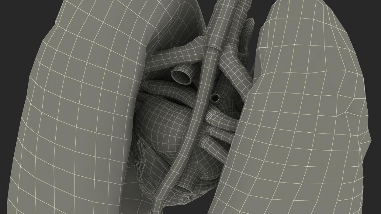 3D model Female Anatomy Lungs and Heart