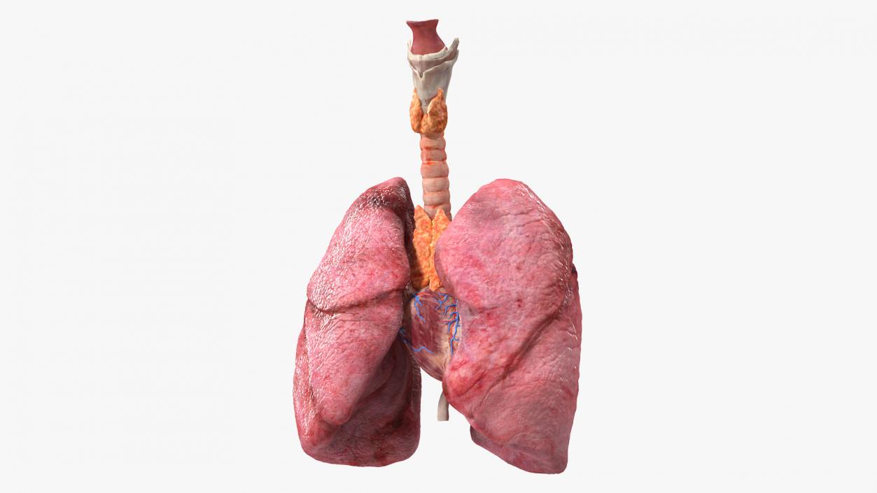 3D model Female Anatomy Lungs and Heart