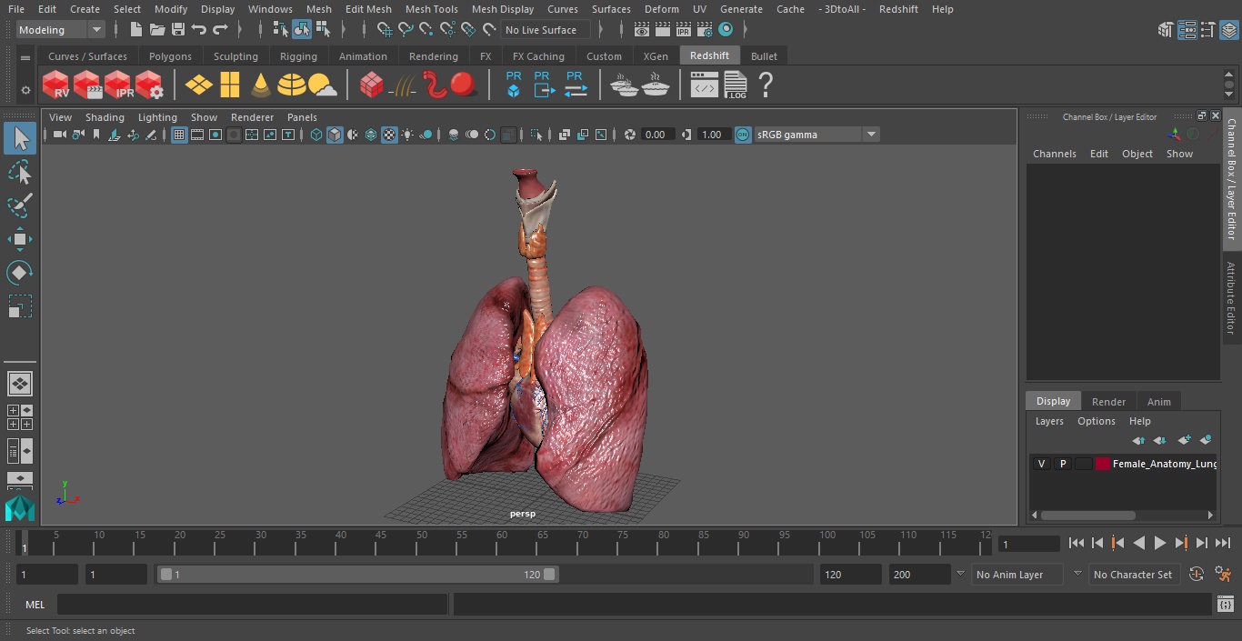 3D model Female Anatomy Lungs and Heart