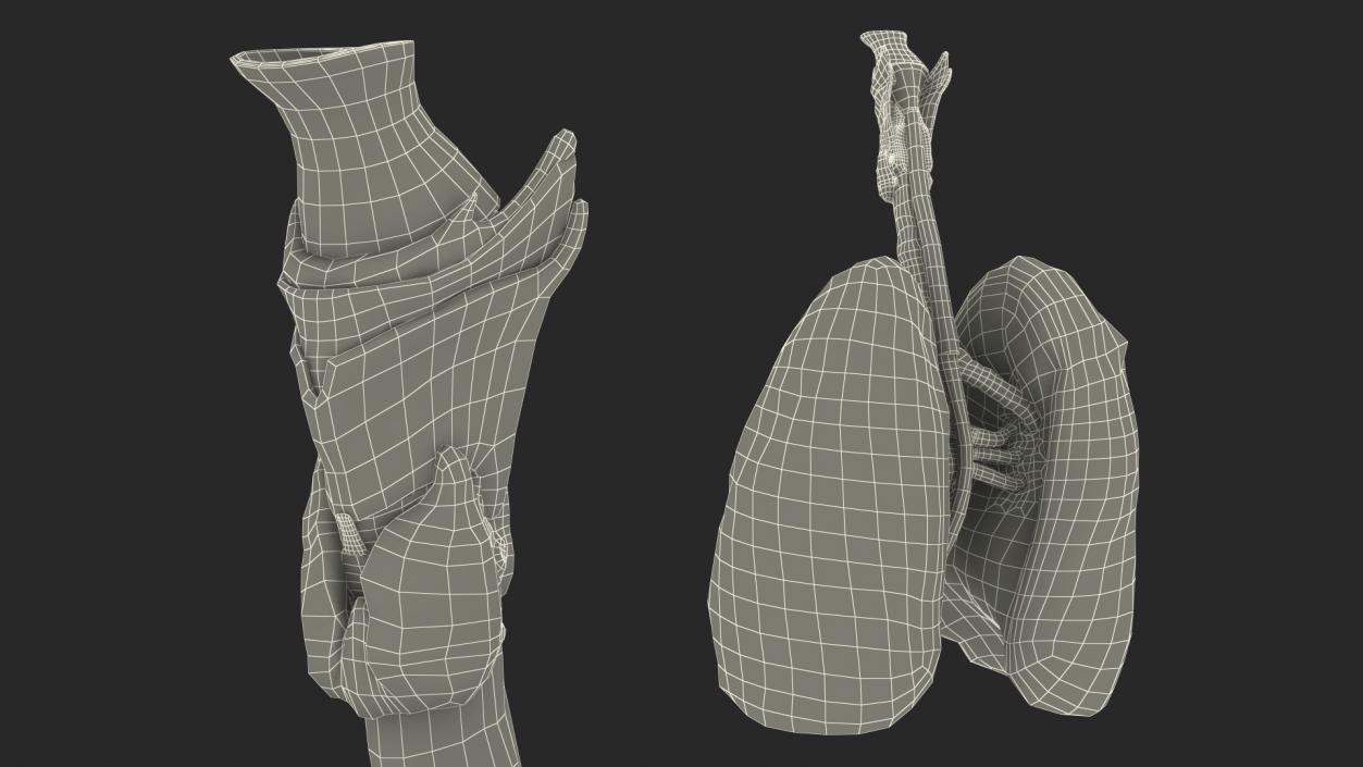 3D model Female Anatomy Lungs and Heart