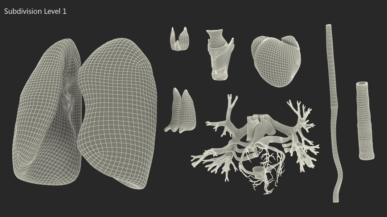 3D model Female Anatomy Lungs and Heart