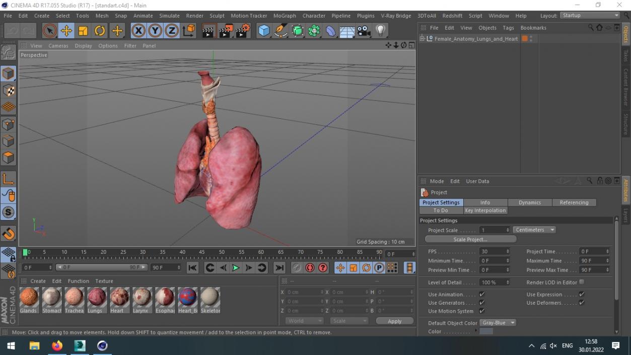 3D model Female Anatomy Lungs and Heart