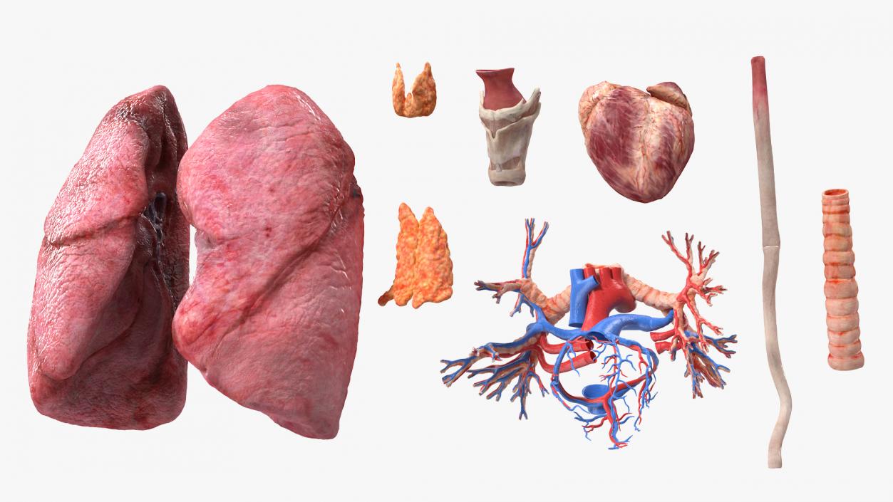 3D model Female Anatomy Lungs and Heart