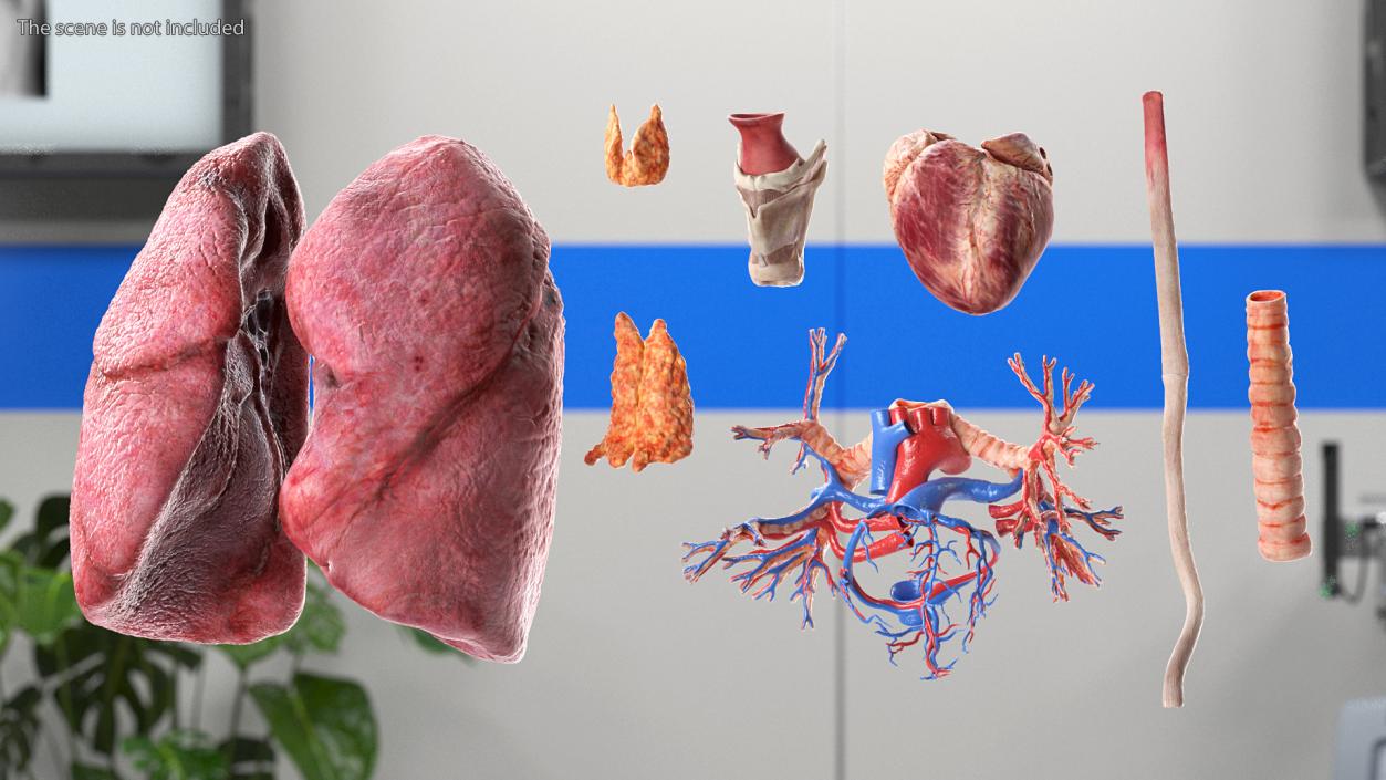 3D model Female Anatomy Lungs and Heart