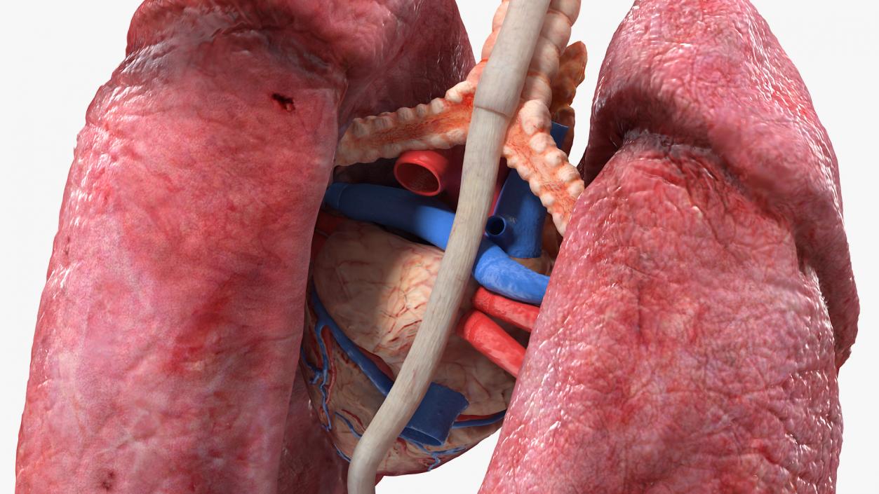 3D model Female Anatomy Lungs and Heart