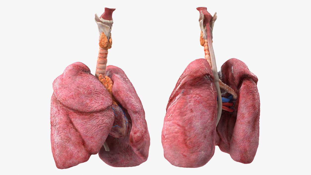 3D model Female Anatomy Lungs and Heart