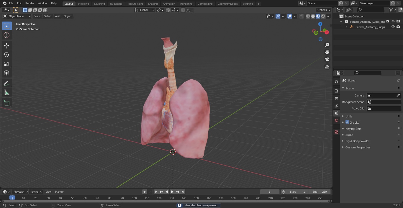 3D model Female Anatomy Lungs and Heart