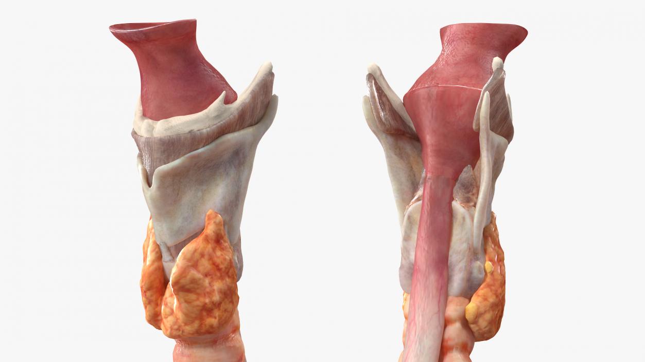 3D model Female Anatomy Lungs and Heart