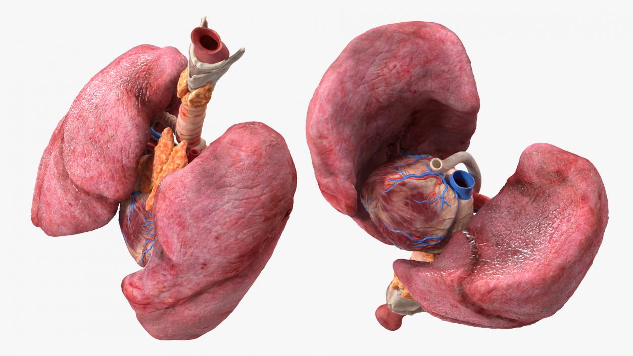 3D model Female Anatomy Lungs and Heart