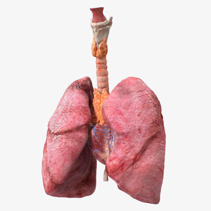 3D model Female Anatomy Lungs and Heart