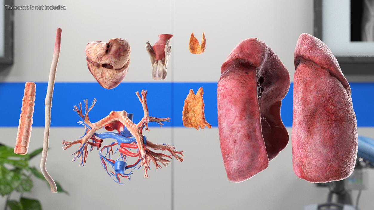 3D model Female Anatomy Lungs and Heart