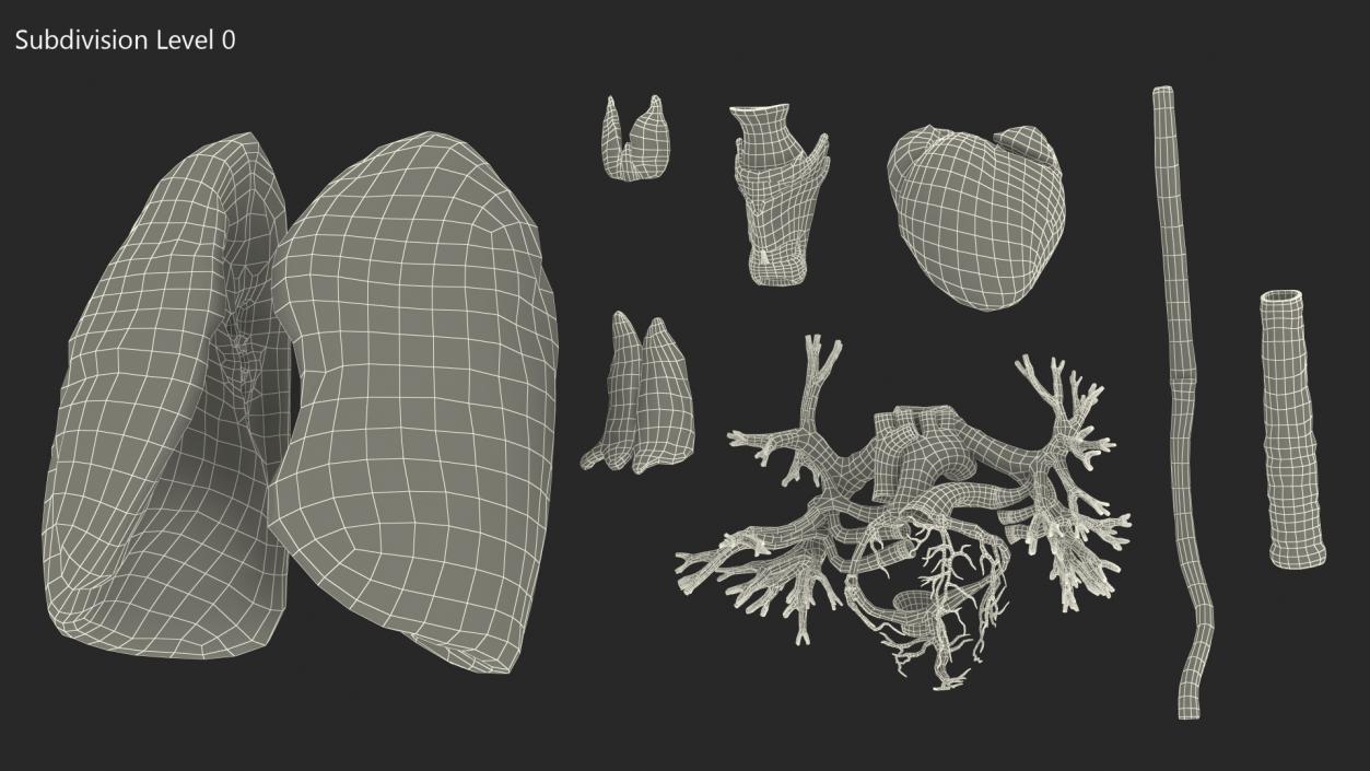 3D model Female Anatomy Lungs and Heart