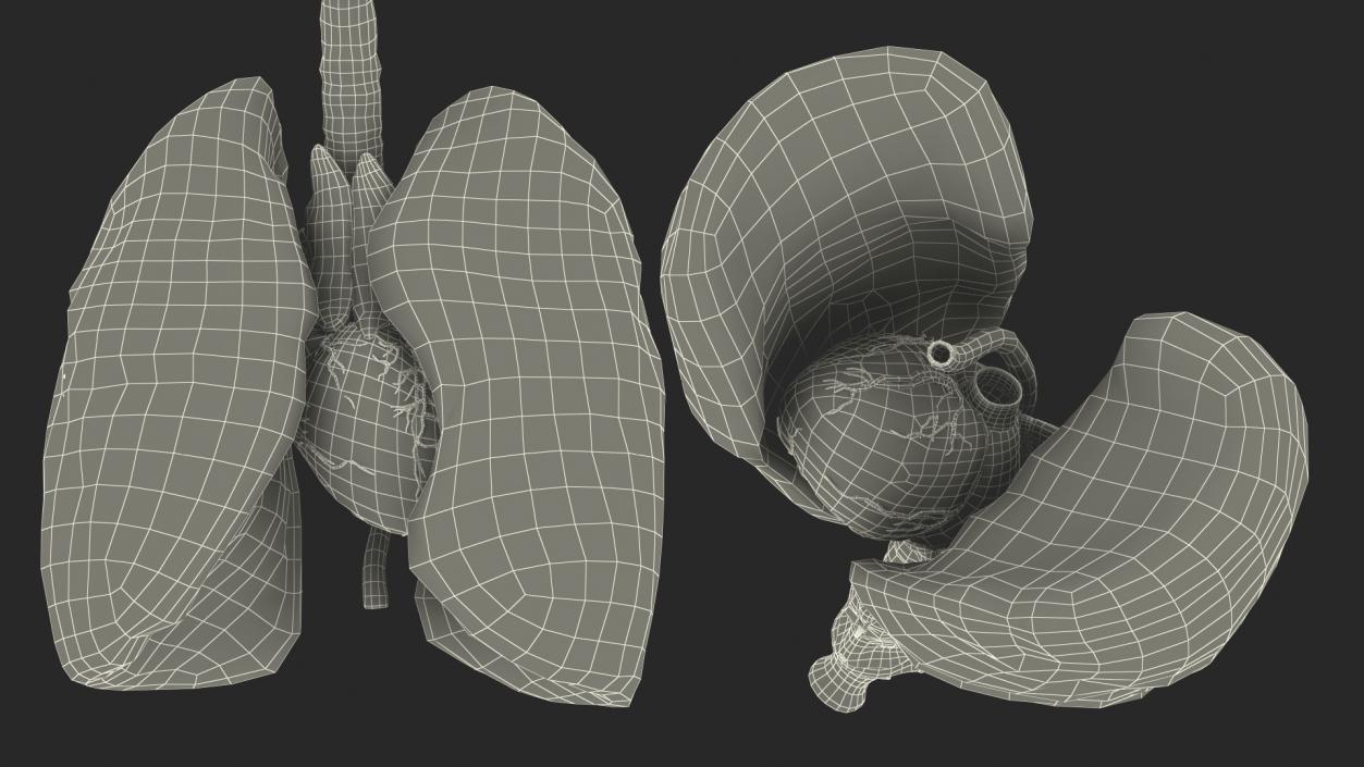 3D model Female Anatomy Lungs and Heart