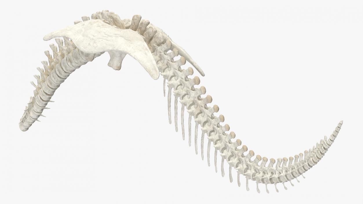 3D model Dinosaur Spinal Cord