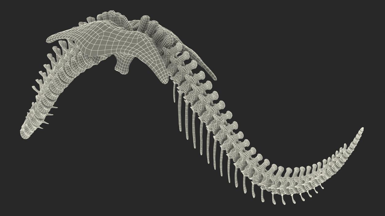 3D model Dinosaur Spinal Cord