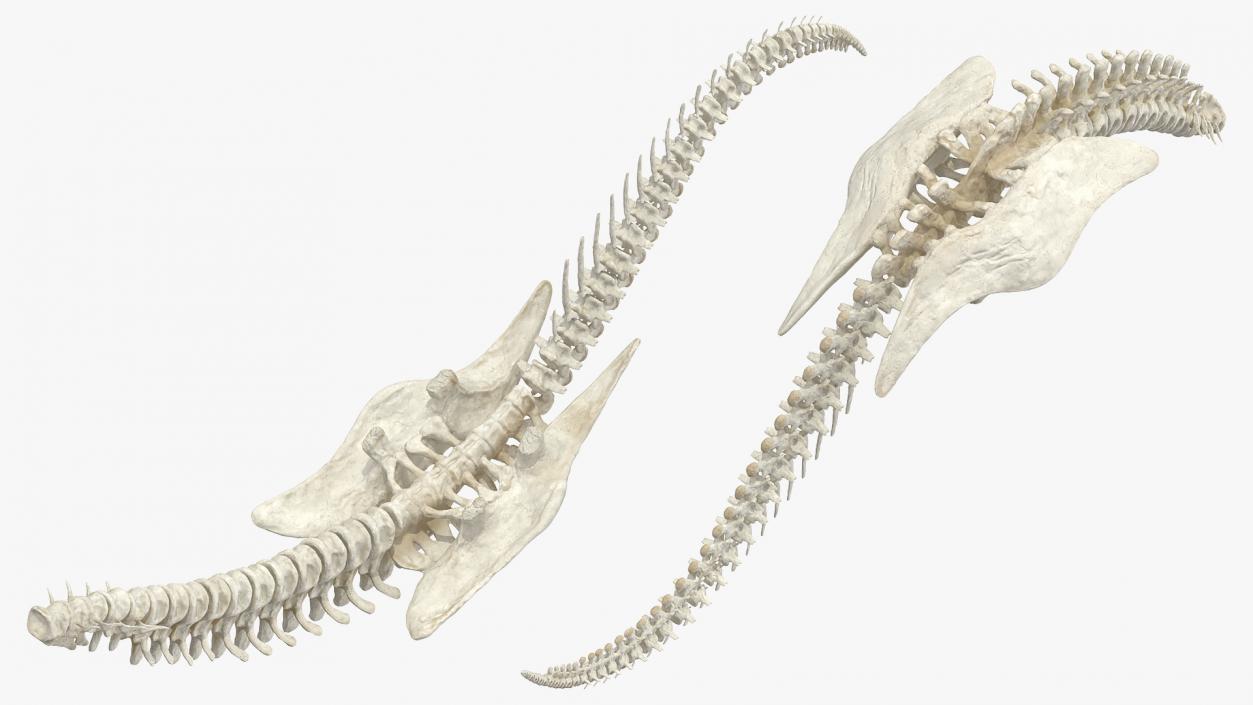 3D model Dinosaur Spinal Cord