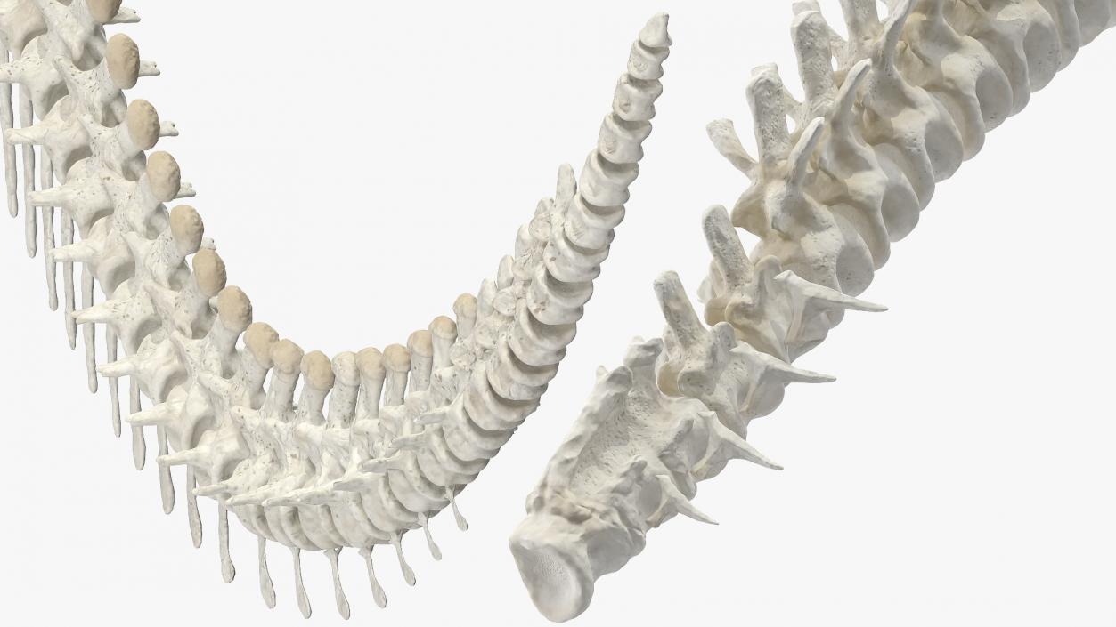 3D model Dinosaur Spinal Cord