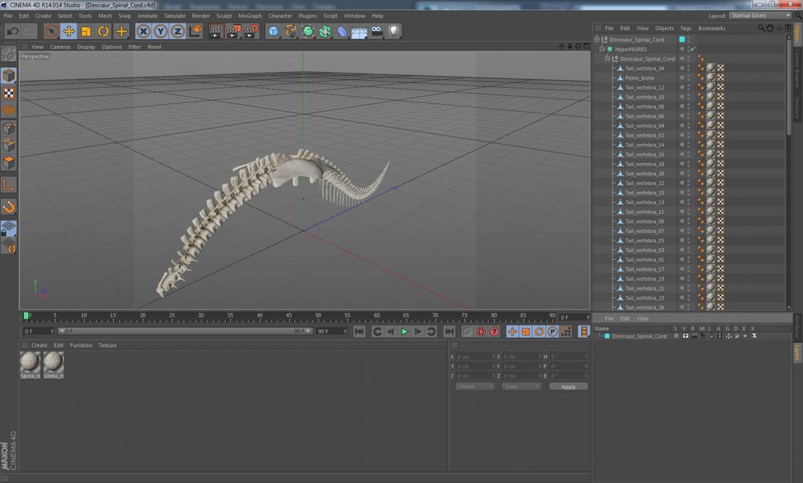 3D model Dinosaur Spinal Cord