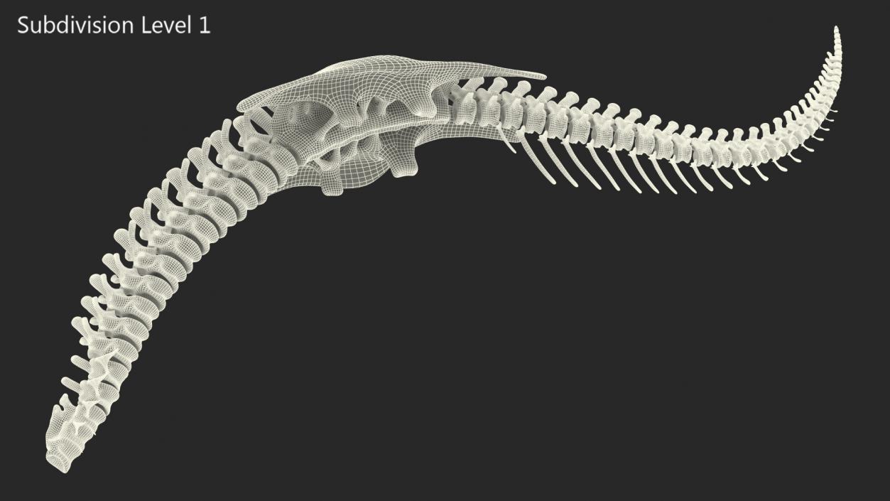 3D model Dinosaur Spinal Cord