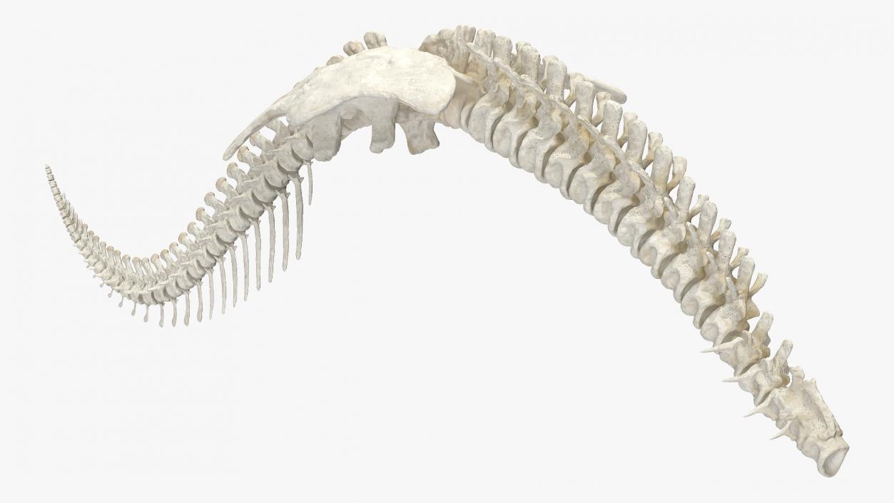 3D model Dinosaur Spinal Cord