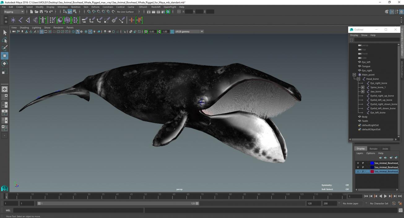 3D model Sea Animal Bowhead Whale Rigged for Maya