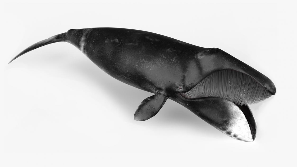 3D model Sea Animal Bowhead Whale Rigged for Maya