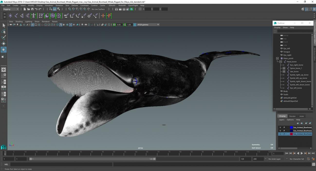 3D model Sea Animal Bowhead Whale Rigged for Maya