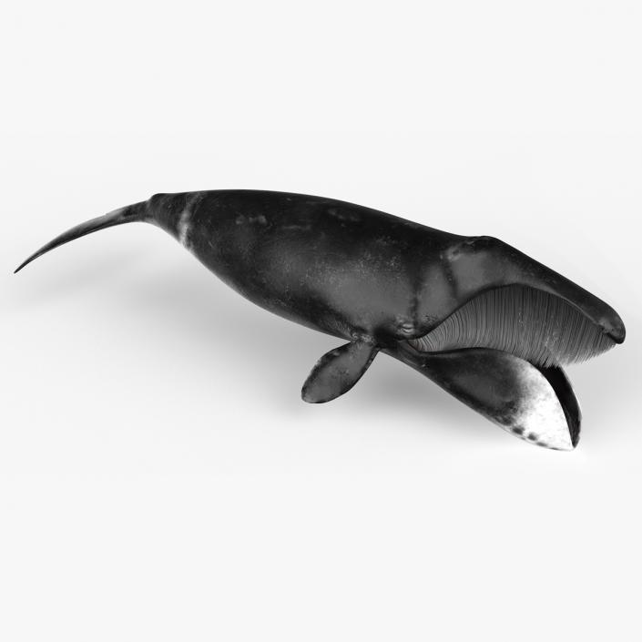 3D model Sea Animal Bowhead Whale Rigged for Maya