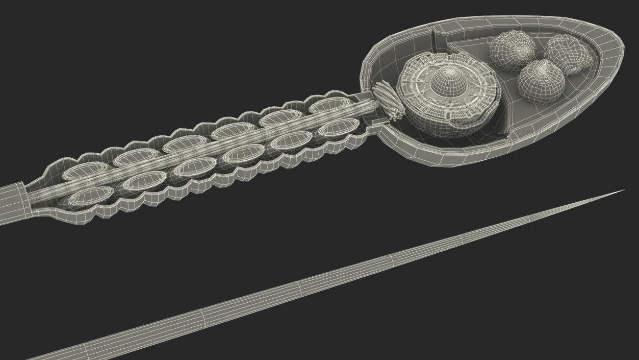 Cross-Sectional Spermotozoa 3D