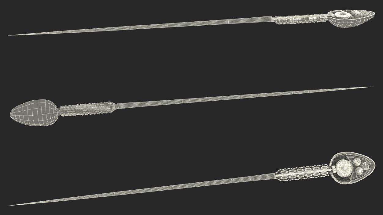 Cross-Sectional Spermotozoa 3D